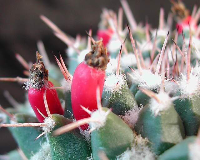 Mammillaria vallensis var. brevispina (1).jpg